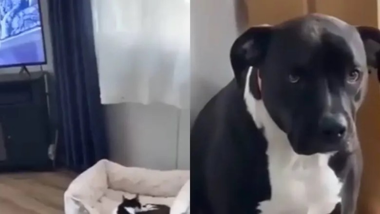 Feline Felon! Cat Shamelessly Steals Dog's Bed, Sending Shockwaves Through the Internet!