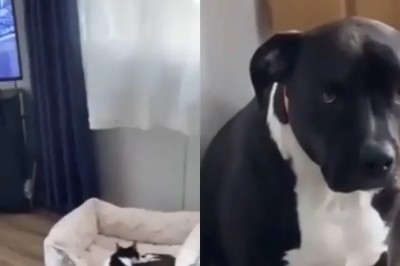 Feline Felon! Cat Shamelessly Steals Dog's Bed, Sending Shockwaves Through the Internet!
