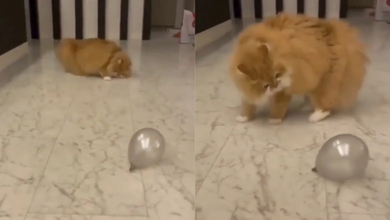Hilarious Cat vs. Ball Battle Leaves Internet in Stitches