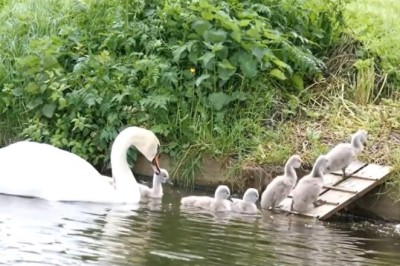 Hilarious Hijinks of a Quacky Family! Watch as a Gang of Geese Takes Over the Town!
