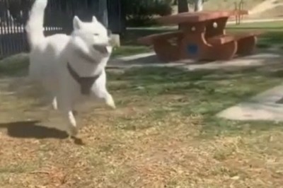 Hilarious Hijinks of Funny Pets - Prepare to Burst with Laughter!