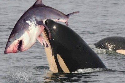 Killer Whales: Magnificent Ocean Predators