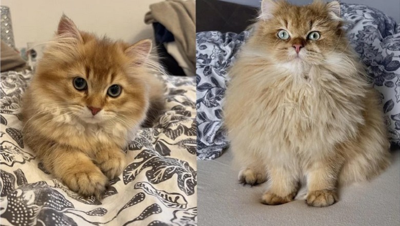 Lio: The Majestic Fluffball Cat Takes the Internet by Storm