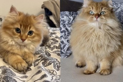 Lio: The Majestic Fluffball Cat Takes the Internet by Storm