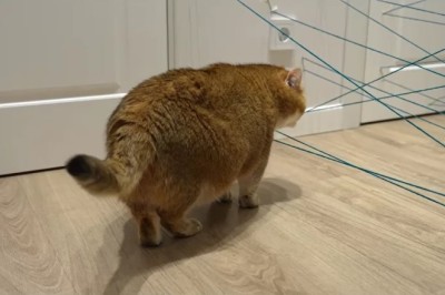 Thread Master Cat Takes on the Ultimate Thread Challenge - Hilarity Ensues!