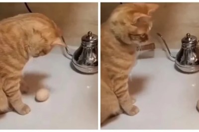 Unlikely Battle Unfolds in Kitchen: Cat vs Egg, Gravity Defied!