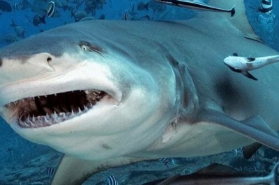 Unveiling the Truth: The Ganges Shark's Innocence in Human Attacks Exposed