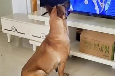 Battle-Frenzy Paws: A Dog's Hilariously Overwhelming Enthusiasm to Join Forces with Soldiers