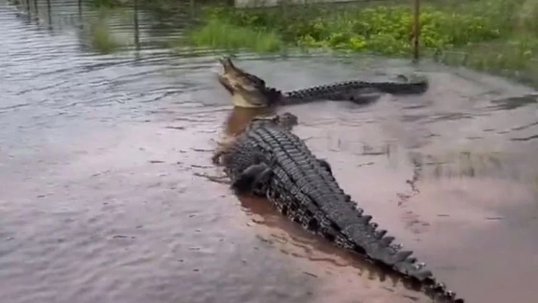 Courageous Aussie Defies Odds: Unexpected Victory over Ferocious Crocodiles in Australia's Wilderness