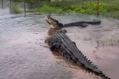 Courageous Aussie Defies Odds: Unexpected Victory over Ferocious Crocodiles in Australia's Wilderness