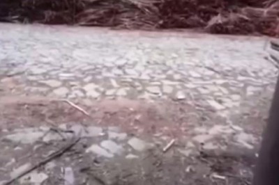 Doggone Fear: The Hilarious Tale of a Man's Canine Phobia