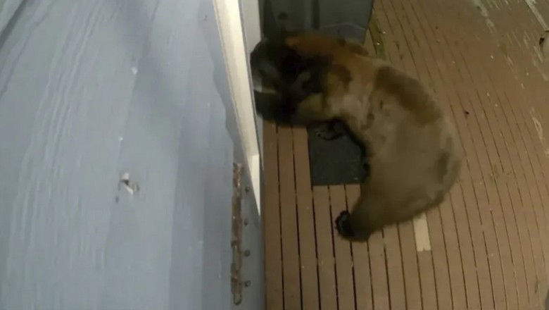 The Uninvited Visitor: A Bear's Bold Attempt Through the Dog Door