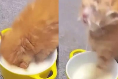 A Kitten's Epic Milk Dive: Smashing Mimemeter Records!
