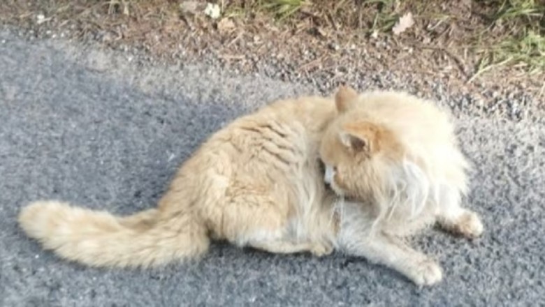 A Police Officer's Act of Kindness: Rescuing a Distressed Cat Touches Hearts