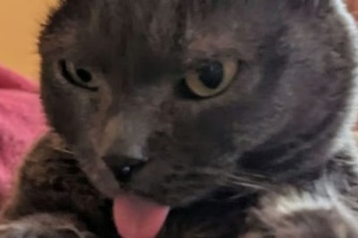 A Tale of Resilience and Love: Jalapeno's Journey from Broken to Beloved