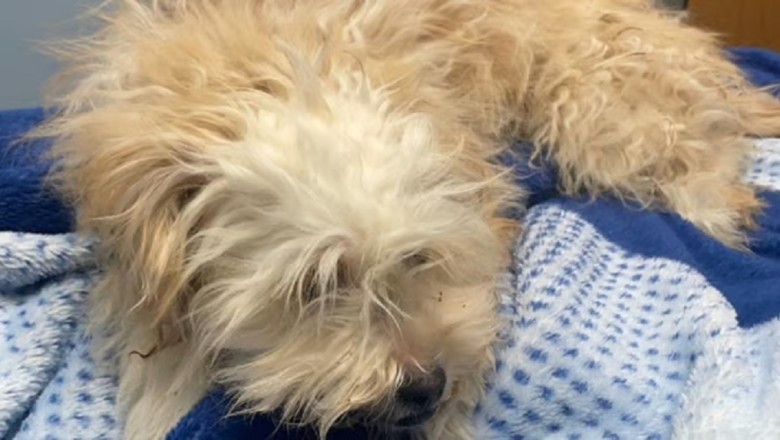 Abandoned in a Dumpster: An Urgent Plea for Justice and Hope