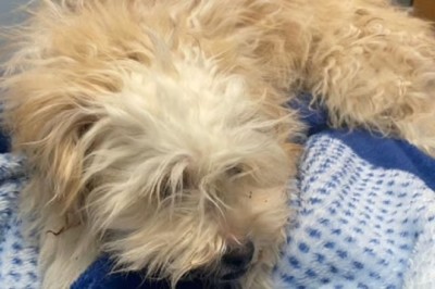 Abandoned in a Dumpster: An Urgent Plea for Justice and Hope