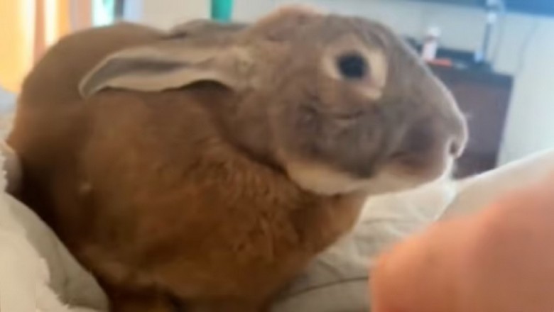 Bertha the Bunny: From Neglect to Nurturing Foster Mother