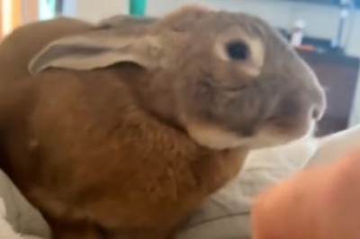 Bertha the Bunny: From Neglect to Nurturing Foster Mother