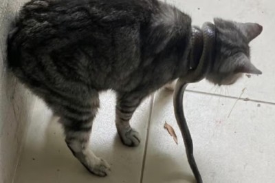 Brave Pet Owner Rescues Cat from Venomous Snake Encounter