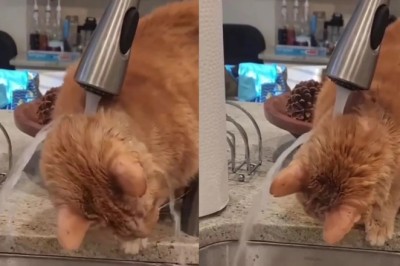 Cat's Epic Battle with Water Goes Viral: Watch as Hilarity Ensues
