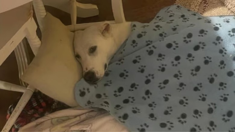 From Trauma to Triumph: Sudi, the Resilient Dog with a Heart of Gold