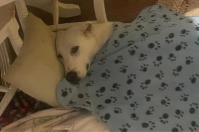 From Trauma to Triumph: Sudi, the Resilient Dog with a Heart of Gold