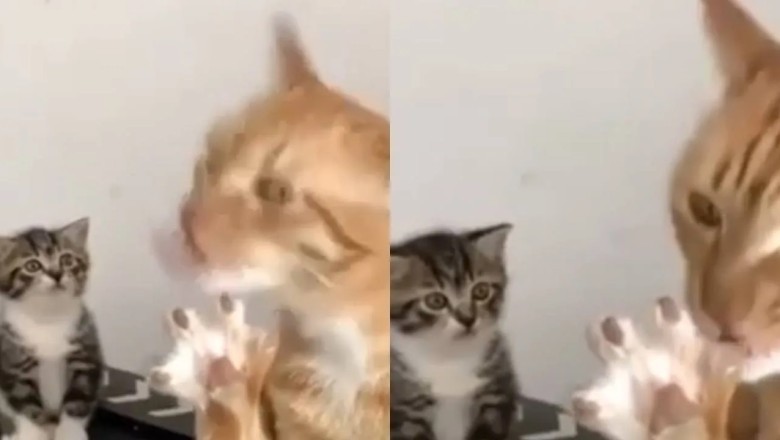 Heartwarming Misunderstanding: Kitten's Hilarious Attempt to Save Older Cat From Paw 'Feast'