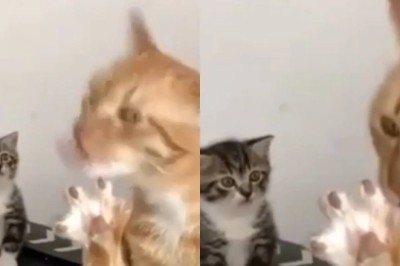 Heartwarming Misunderstanding: Kitten's Hilarious Attempt to Save Older Cat From Paw 'Feast'