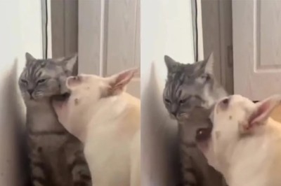 Hilarious Feline-Canine Escapades: The Unlikely Friendship of Kotofey the Cat and the Persistent Bulldog