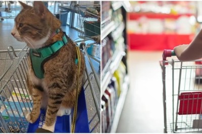 Purr-fect Shopping Companion: Cat Spotted in Supermarket Cart Sparks Controversy!