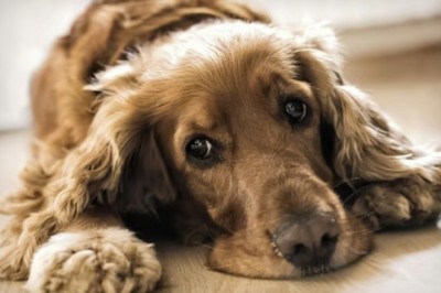 Seeking Professional Help: Helping Your Depressed Dog Thrive Again