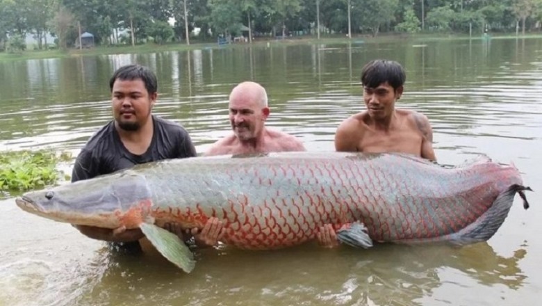 The Arapaima: Meet the Giant Fish that Can Breathe Air!