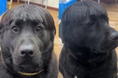The Hilarious Mishap: When the Groomer Had One Too Many!