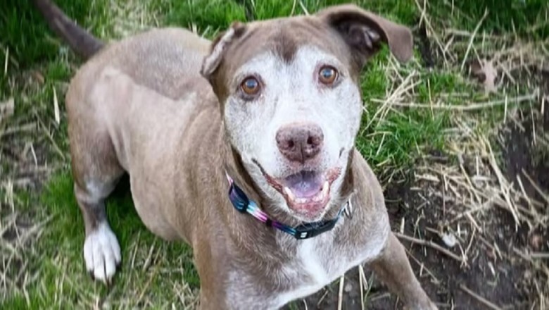 The Inspiring Journey of Ginger: A Tale of Compassion and Second Chances