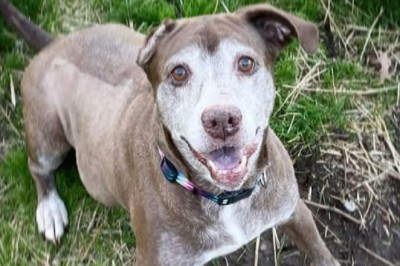 The Inspiring Journey of Ginger: A Tale of Compassion and Second Chances