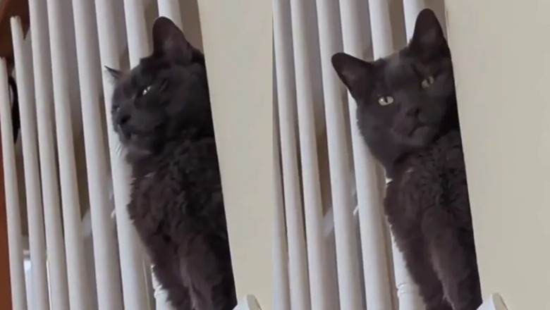 The Mischievous Cookie Thief: A Secret Agent Cat's Hilarious Plot Unfolds