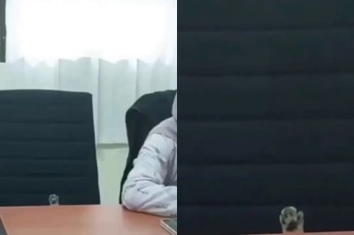 The Remarkable Proposal: How a Cat's Hilarious Intervention Revolutionized a Company Meeting