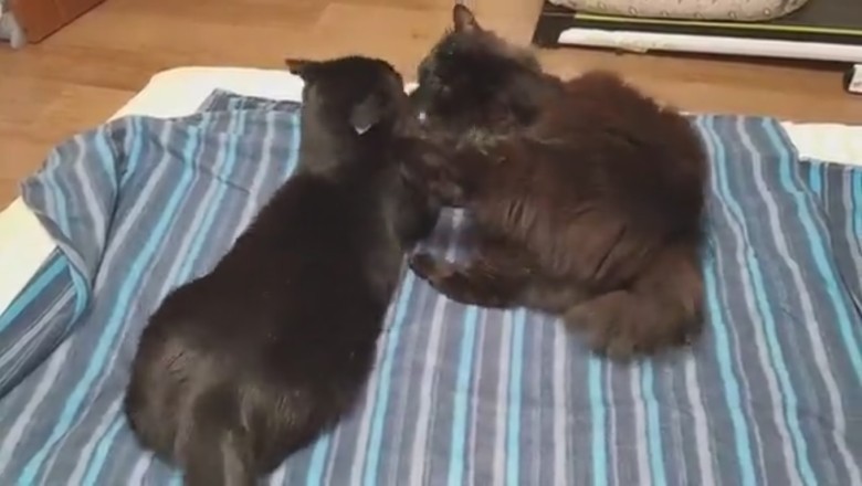 Cat-versations Gone Wrong: Hilarious Standoff Between Two Cats with a Twist!