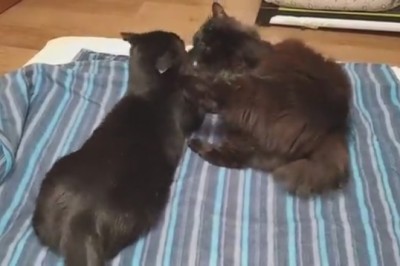 Cat-versations Gone Wrong: Hilarious Standoff Between Two Cats with a Twist!