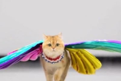 Flying Feline Fiasco: Watch as a Cute Cat Pursues the Sky in Hilarious Fashion!