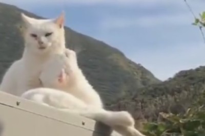 Hilarious Cat Duo: Watch the Double Trouble and Double Laughs Unfold!