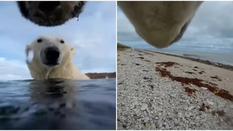 Melting Ice and Vulnerable Polar Bears: Shocking Experiment Reveals Startling Insights