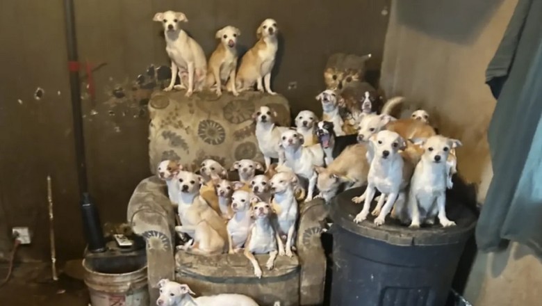 Miraculous Animal Rescue: 66 Dogs, 9 Cats, and a Parrot Saved from Locked House