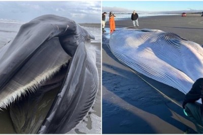 Rare Fin Whale Washes Up on Oregon Coast - A Threatened Species in Distress