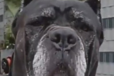 The Dashing Adventures of a Hilariously Handsome Dog: Prepare to Laugh Out Loud!