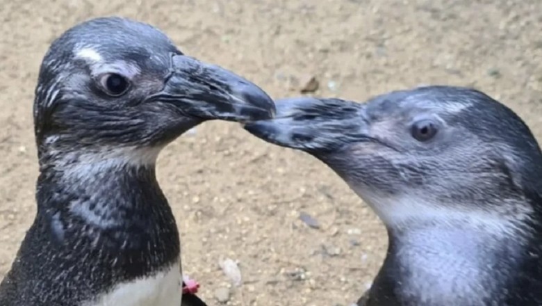 Heartwarming Friendship Between Two Penguins: The Inspiring Story of Compassion and Support