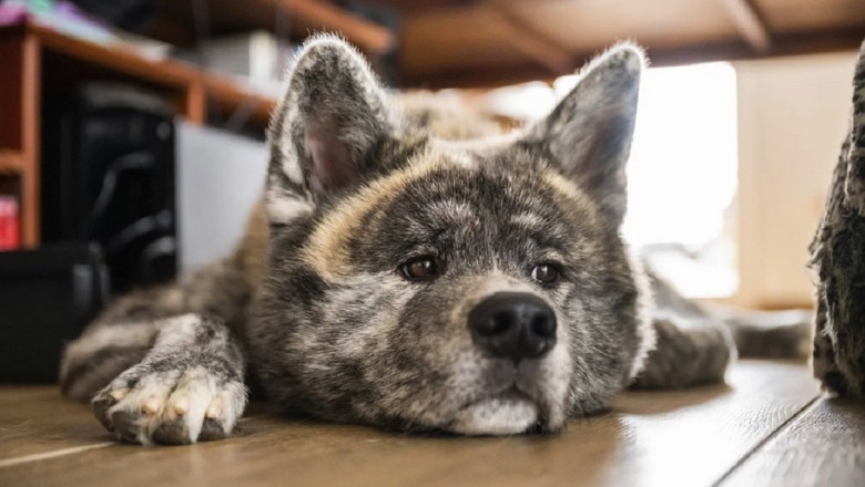 The Secret World of a Dog's Ears: Functions, Communication, and Pleasure Explained