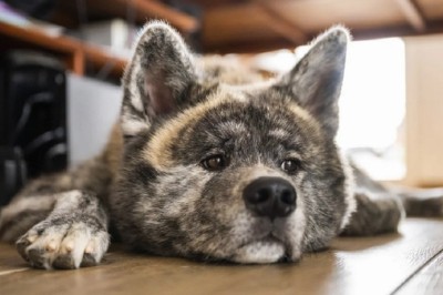 The Secret World of a Dog's Ears: Functions, Communication, and Pleasure Explained