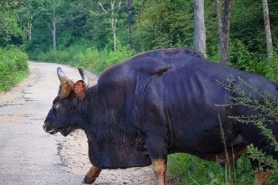 Unleashing the Mighty Gaur Bull: A Wild Athlete Like No Other!
